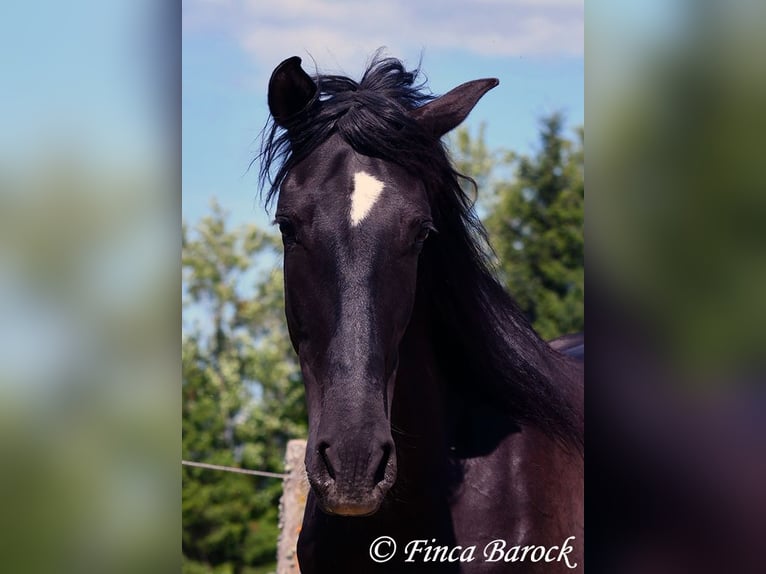 Andalusier Wallach 6 Jahre 170 cm Rappe in Wiebelsheim