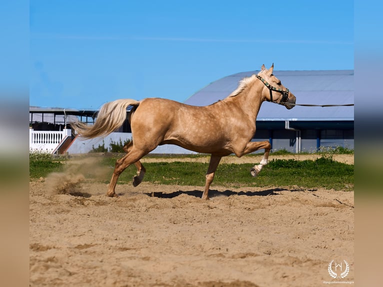 Andalusier Mix Wallach 6 Jahre  in Navalperal De Pinares