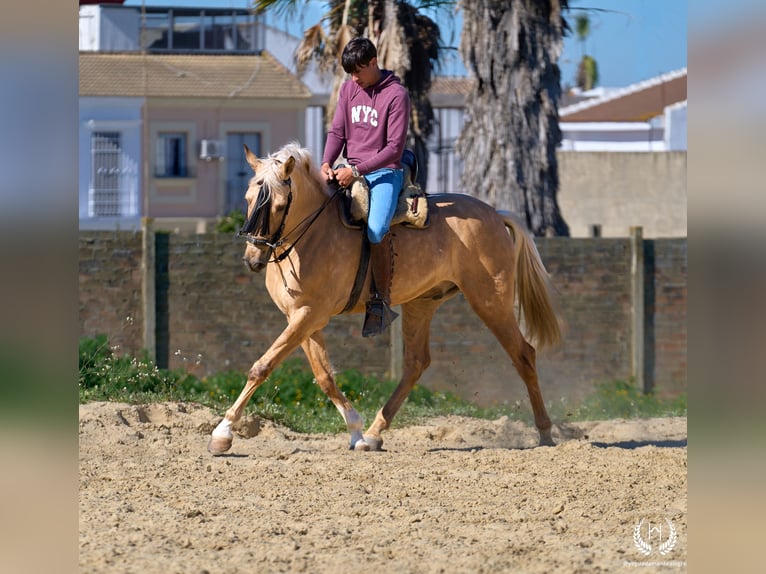 Andalusier Mix Wallach 6 Jahre  in Navalperal De Pinares