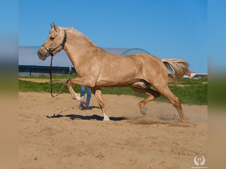 Andalusier Mix Wallach 6 Jahre  in Navalperal De Pinares
