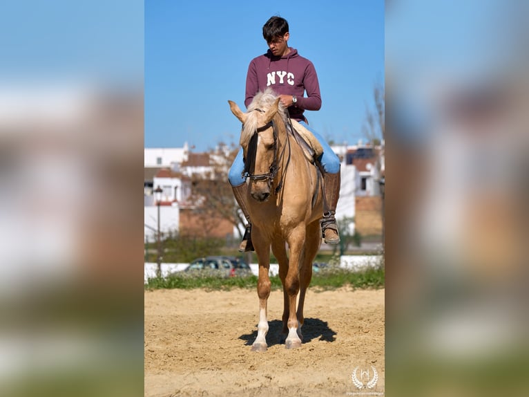 Andalusier Mix Wallach 6 Jahre  in Navalperal De Pinares