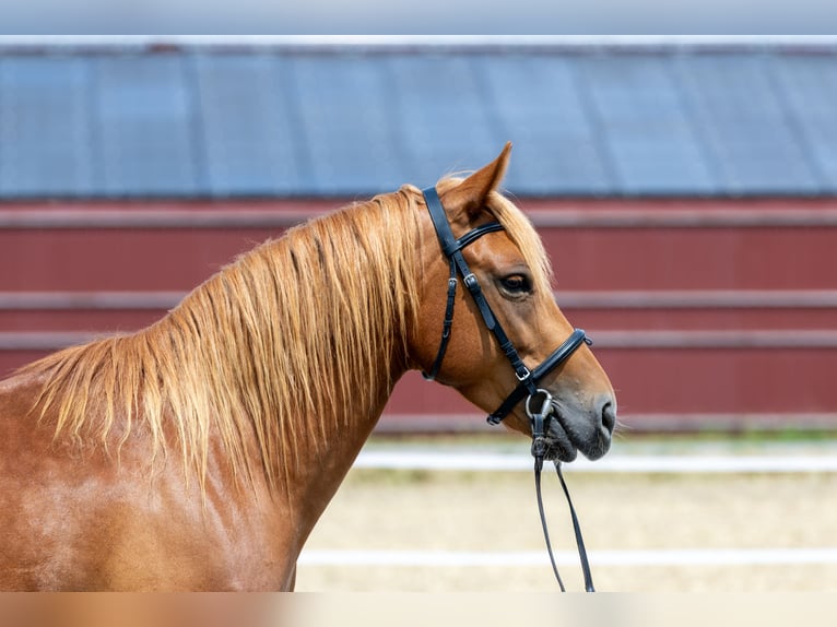 Andalusier Wallach 7 Jahre 145 cm Fuchs in Baar