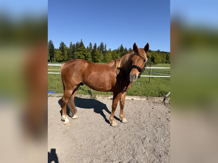 Andalusier Wallach 7 Jahre 145 cm Fuchs in Baar