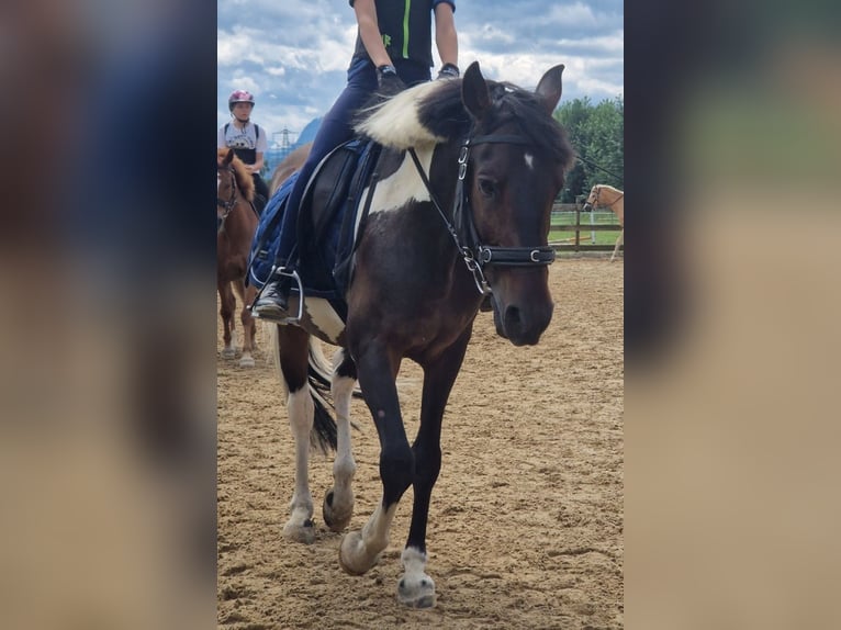 Andalusier Mix Wallach 7 Jahre 148 cm Schecke in Hohenems