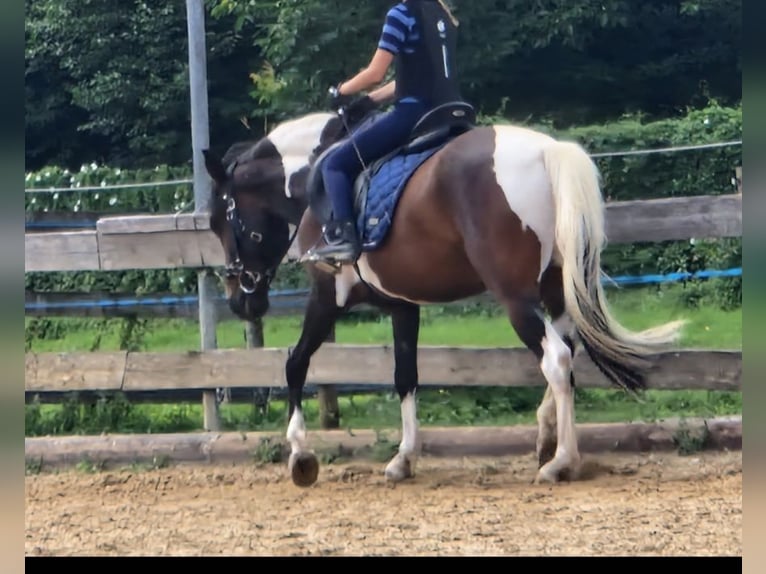 Andalusier Mix Wallach 7 Jahre 148 cm Schecke in Hohenems
