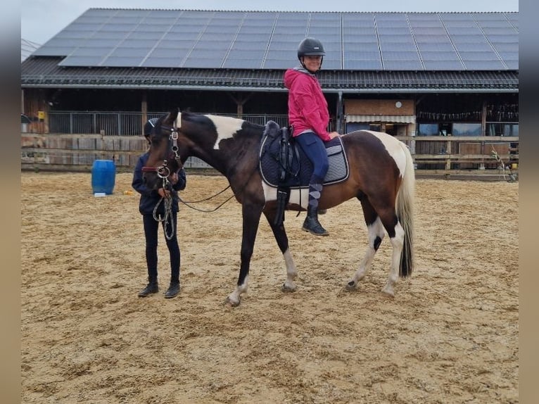 Andalusier Mix Wallach 7 Jahre 148 cm Schecke in Hohenems