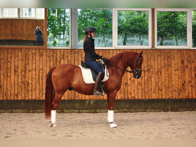 Andalusier Wallach 7 Jahre 150 cm Fuchs in Labenz