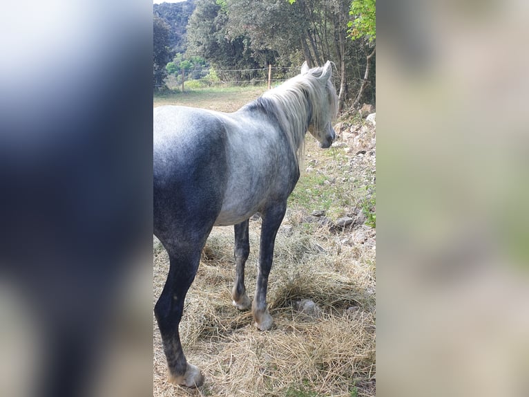 Andalusier Mix Wallach 7 Jahre 152 cm Apfelschimmel in Zerf