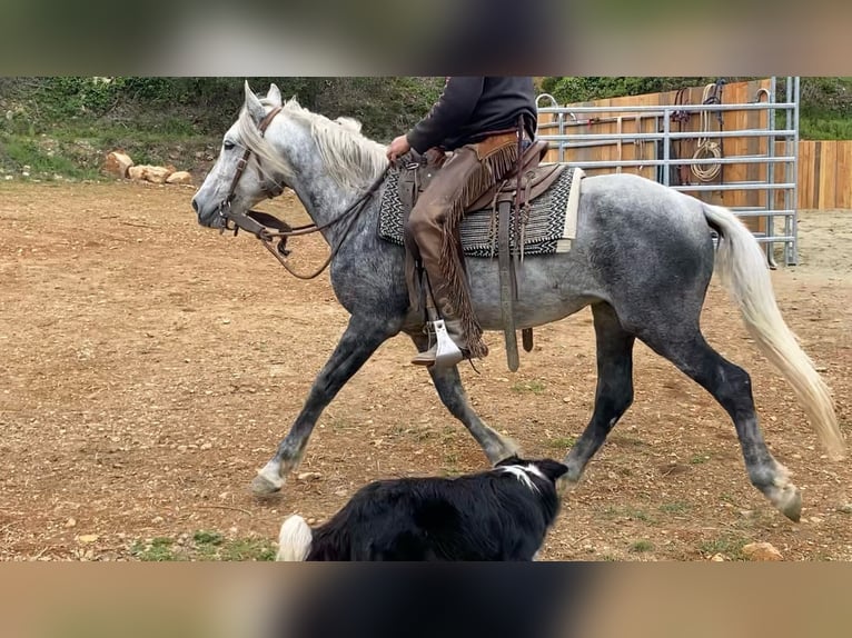 Andalusier Mix Wallach 7 Jahre 152 cm Apfelschimmel in Zerf