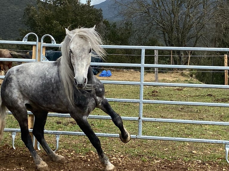 Andalusier Mix Wallach 7 Jahre 152 cm Apfelschimmel in Zerf