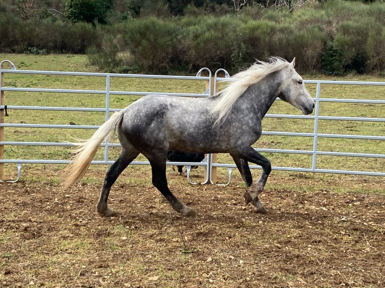 Andalusier Mix Wallach 7 Jahre 152 cm Apfelschimmel in Zerf