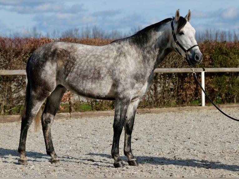 Andalusier Mix Wallach 7 Jahre 155 cm Apfelschimmel in Leinefelde