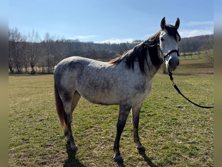 Andalusier Mix Wallach 7 Jahre 155 cm Apfelschimmel in Leinefelde