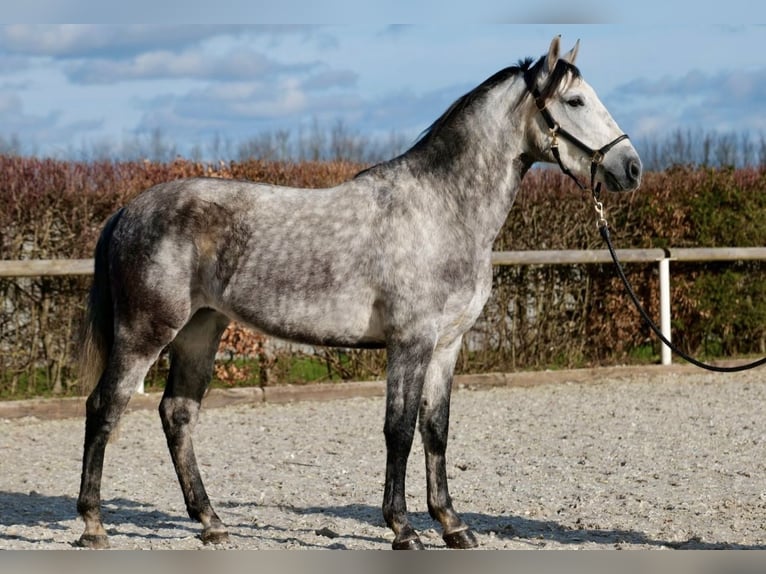 Andalusier Mix Wallach 7 Jahre 155 cm Apfelschimmel in Leinefelde