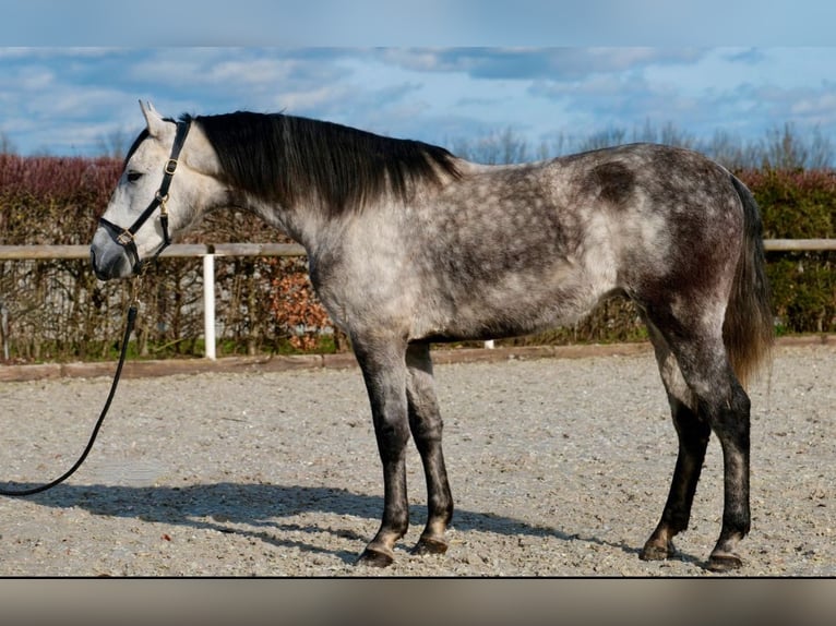 Andalusier Mix Wallach 7 Jahre 155 cm Apfelschimmel in Leinefelde
