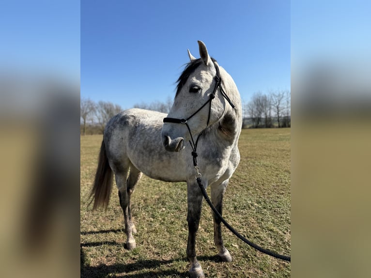 Andalusier Mix Wallach 7 Jahre 155 cm Apfelschimmel in Leinefelde
