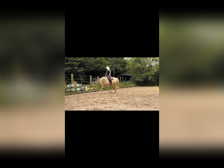 Andalusier Wallach 7 Jahre 155 cm Cremello in Heiligenhaus