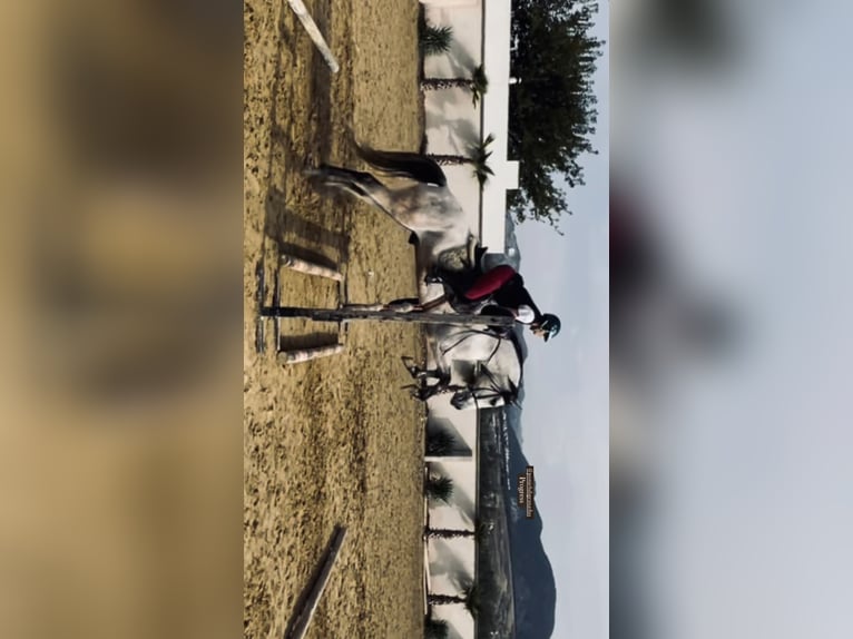 Andalusier Wallach 7 Jahre 155 cm Rotschimmel in D&#xFC;sseldorf