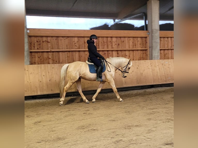 Andalusier Mix Wallach 7 Jahre 157 cm Falbe in Karlshuld