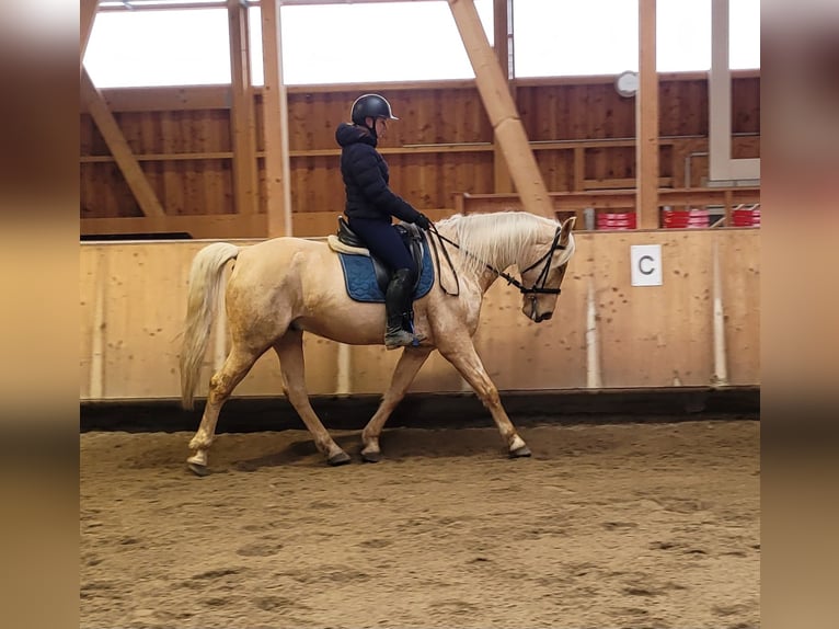 Andalusier Mix Wallach 7 Jahre 157 cm Falbe in Karlshuld