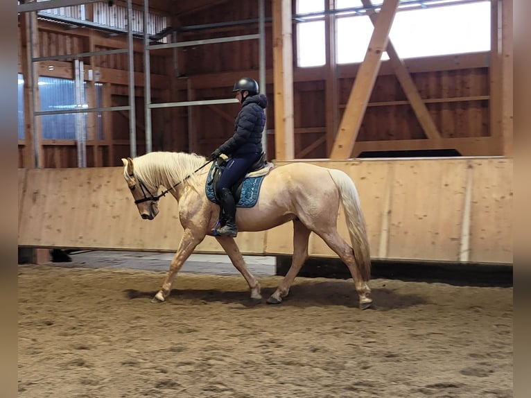 Andalusier Mix Wallach 7 Jahre 157 cm Falbe in Karlshuld