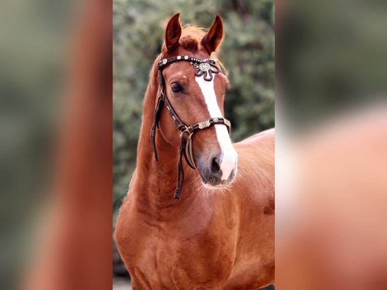 Andalusier Mix Wallach 7 Jahre 158 cm Fuchs in Valencia