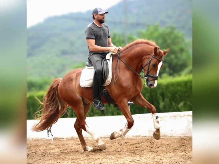 Andalusier Mix Wallach 7 Jahre 158 cm Fuchs in Valencia