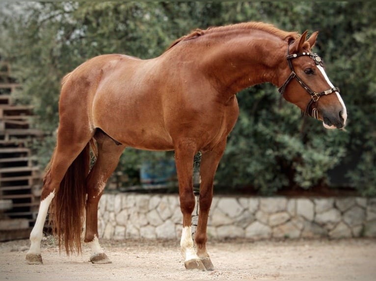 Andalusier Mix Wallach 7 Jahre 158 cm Fuchs in Valencia