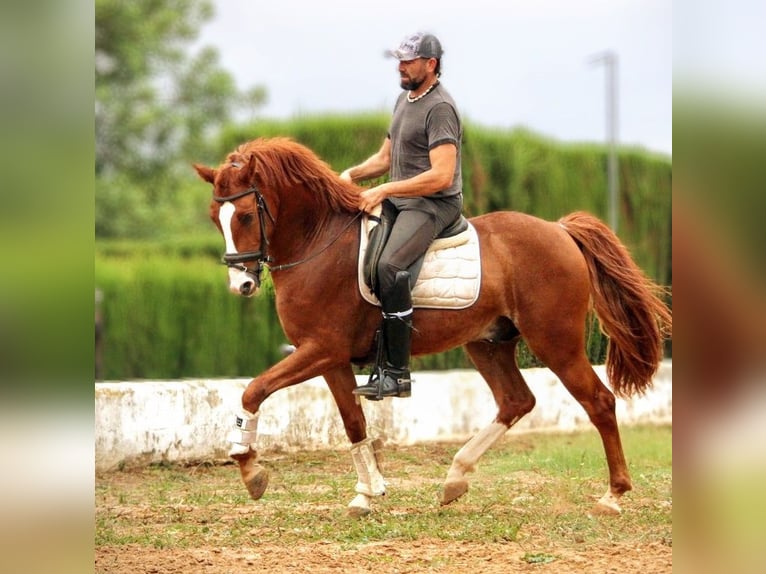 Andalusier Mix Wallach 7 Jahre 158 cm Fuchs in Valencia