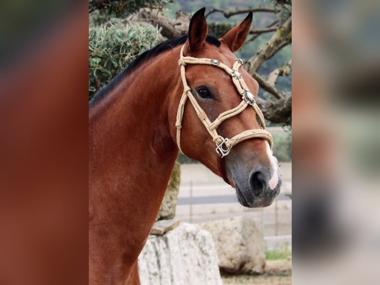 Andalusier Mix Wallach 7 Jahre 158 cm Hellbrauner in Valencia