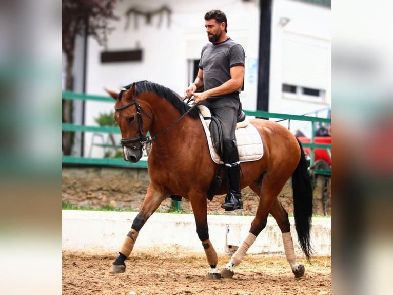 Andalusier Mix Wallach 7 Jahre 158 cm Hellbrauner in Valencia