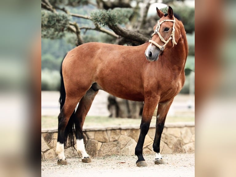 Andalusier Mix Wallach 7 Jahre 158 cm Hellbrauner in Valencia