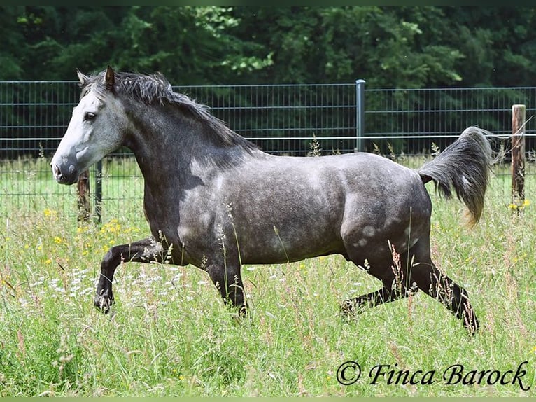 Andalusier Wallach 7 Jahre 158 cm Schimmel in Wiebelsheim
