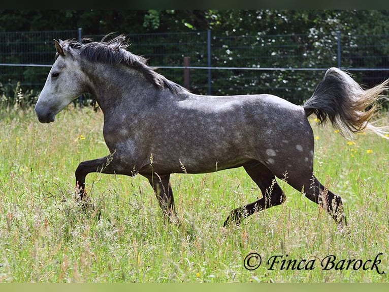 Andalusier Wallach 7 Jahre 158 cm Schimmel in Wiebelsheim