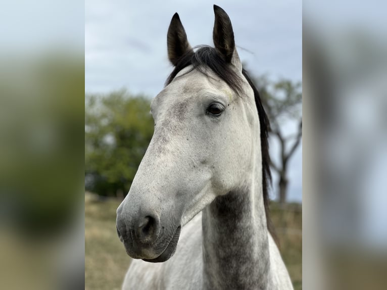 Andalusier Wallach 7 Jahre 159 cm Apfelschimmel in Bad Soden am Taunus
