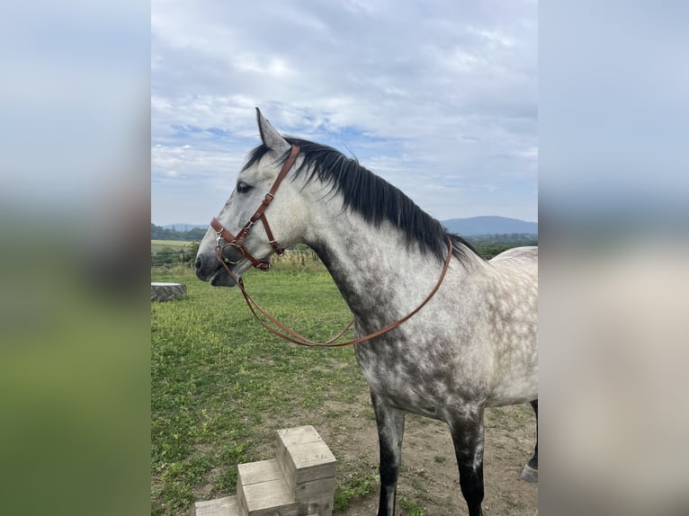 Andalusier Wallach 7 Jahre 159 cm Apfelschimmel in Bad Soden am Taunus