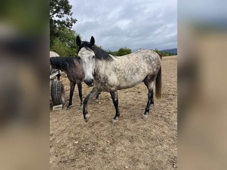 Andalusier Wallach 7 Jahre 159 cm Apfelschimmel in Bad Soden am Taunus