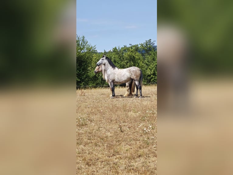 Andalusier Wallach 7 Jahre 159 cm Apfelschimmel in Bad Soden am Taunus