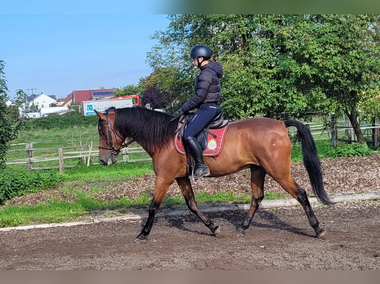 Andalusier Mix Wallach 7 Jahre 159 cm Dunkelbrauner in Karlshuld