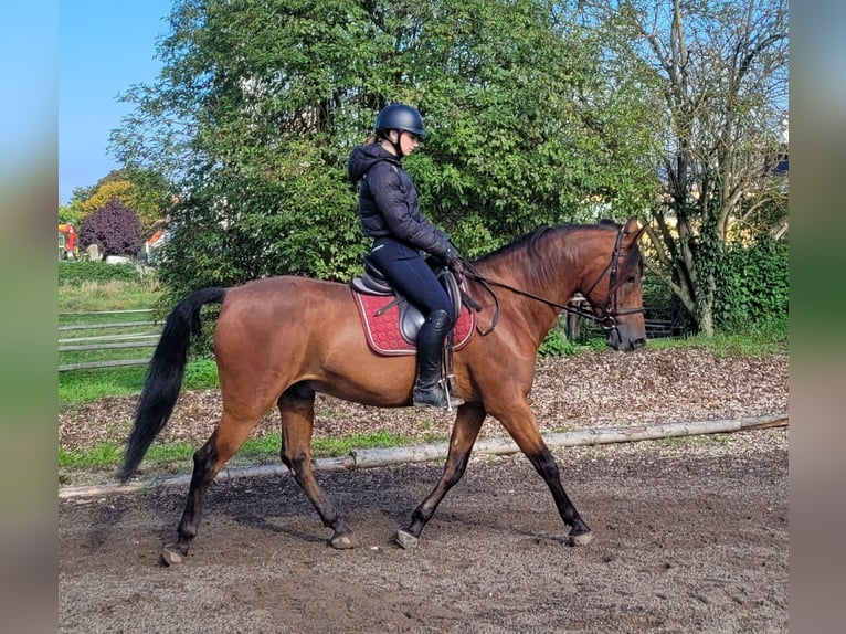 Andalusier Mix Wallach 7 Jahre 159 cm Dunkelbrauner in Karlshuld