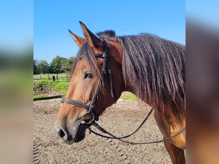 Andalusier Mix Wallach 7 Jahre 159 cm Dunkelbrauner in Karlshuld