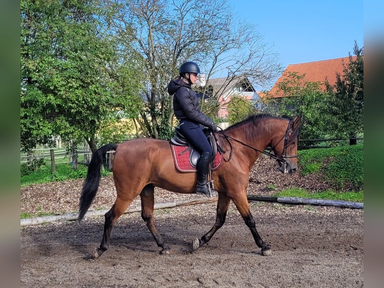 Andalusier Mix Wallach 7 Jahre 159 cm Dunkelbrauner in Karlshuld