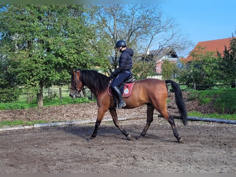 Andalusier Mix Wallach 7 Jahre 159 cm Dunkelbrauner in Karlshuld