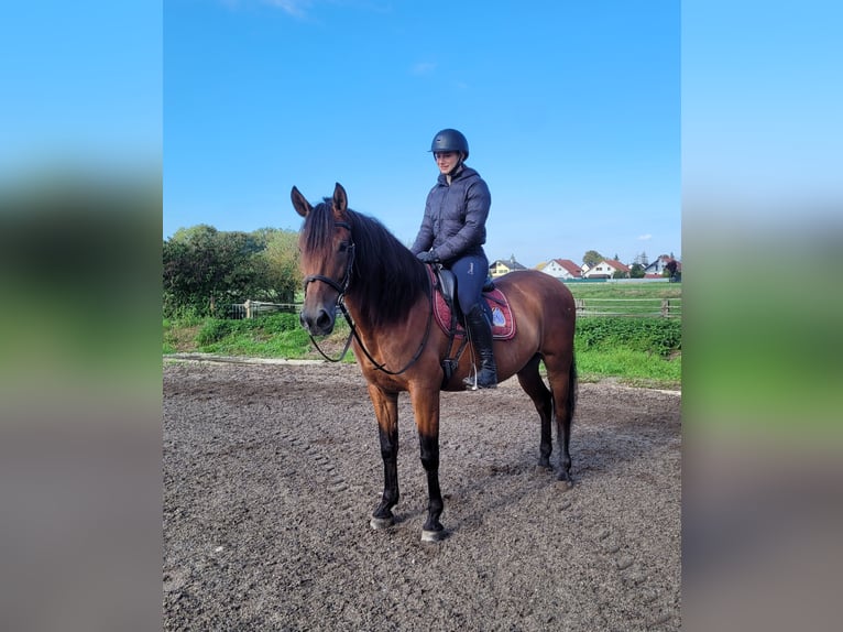 Andalusier Mix Wallach 7 Jahre 159 cm Dunkelbrauner in Karlshuld