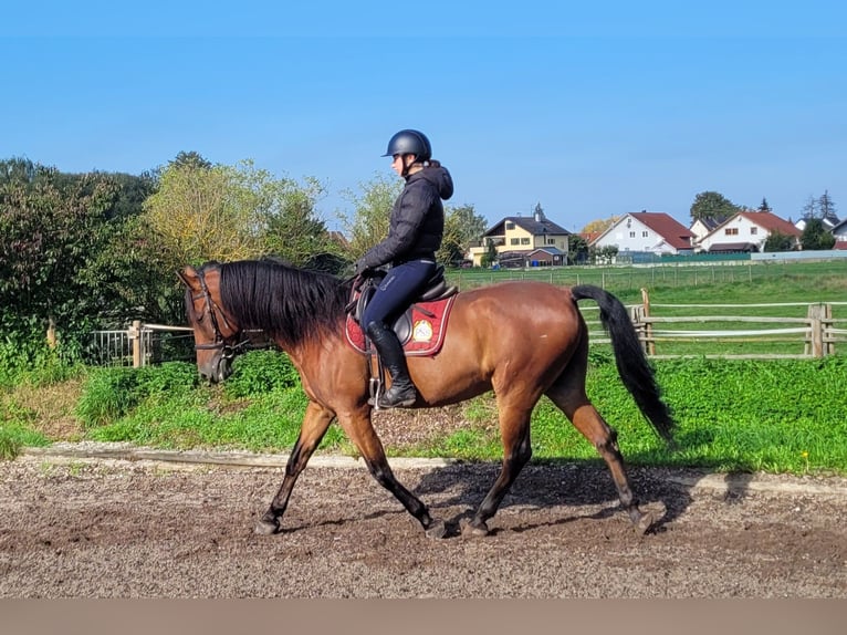 Andalusier Mix Wallach 7 Jahre 159 cm Dunkelbrauner in Karlshuld