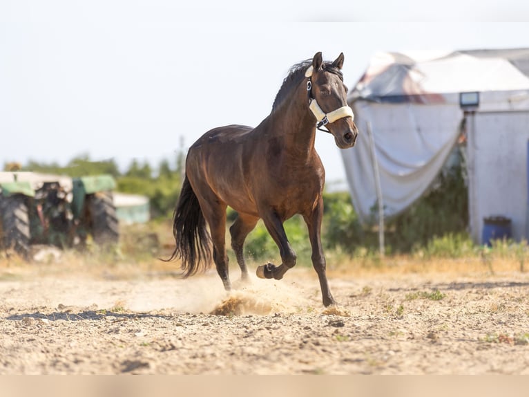Andalusier Wallach 7 Jahre 159 cm Schwarzbrauner in Krumbach