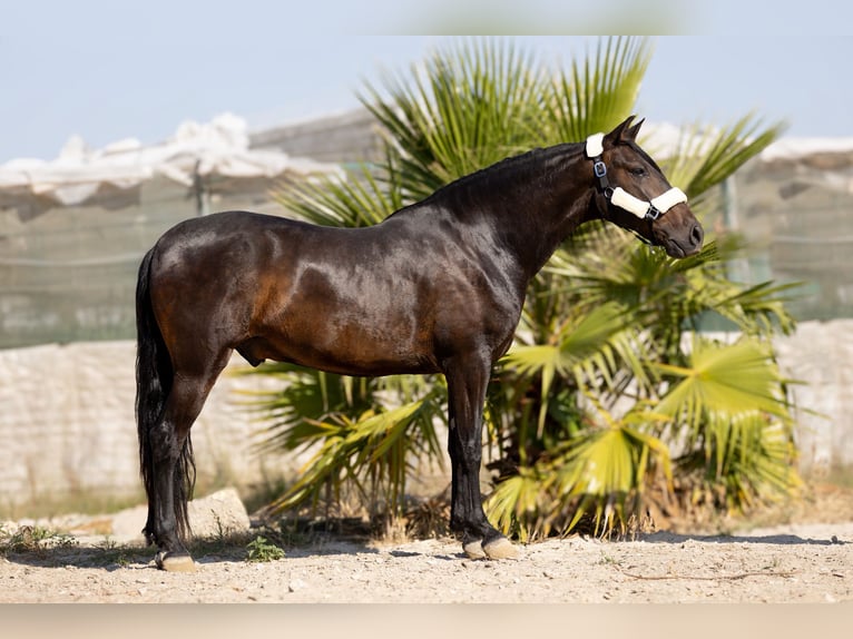 Andalusier Wallach 7 Jahre 159 cm Schwarzbrauner in Krumbach