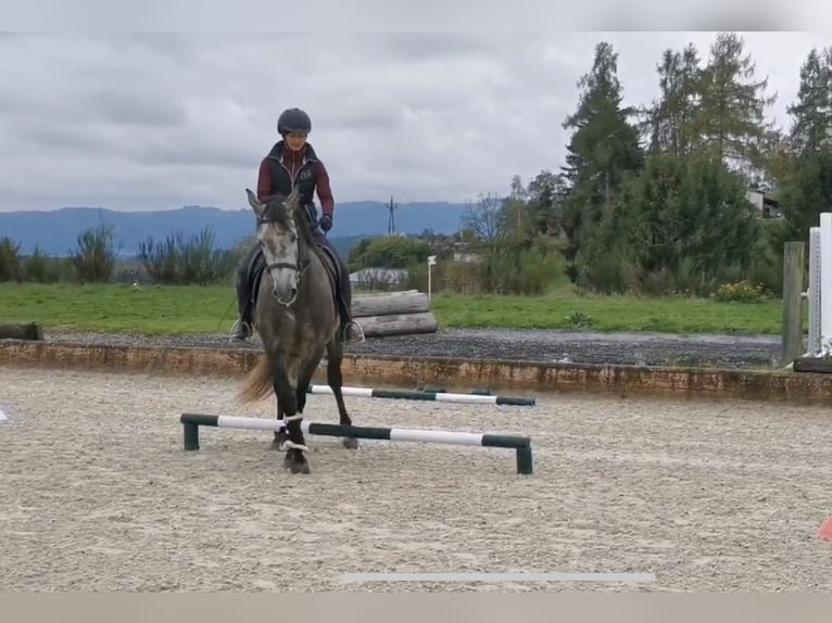 Andalusier Mix Wallach 7 Jahre 160 cm Apfelschimmel in Ottensheim