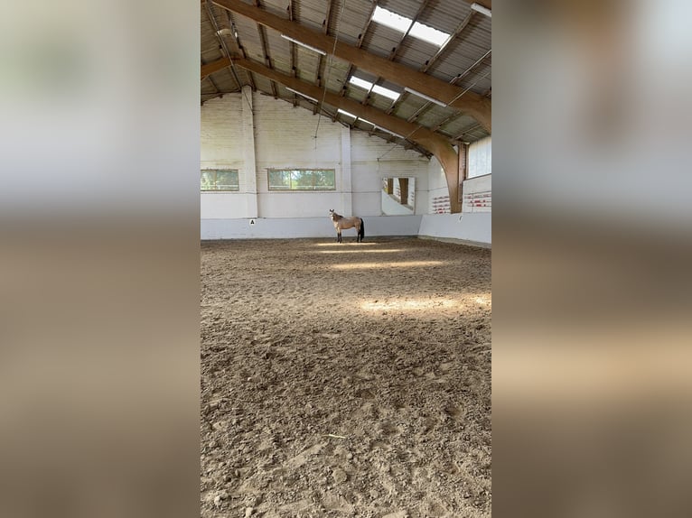 Andalusier Wallach 7 Jahre 160 cm in Bielefeld