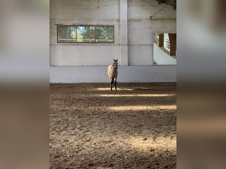 Andalusier Wallach 7 Jahre 160 cm in Bielefeld
